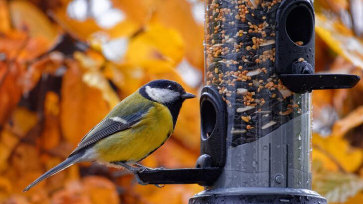 Did My Bird Feeder Kill Them? 16 Well-Meaning Mistakes That Harm Backyard Wildlife