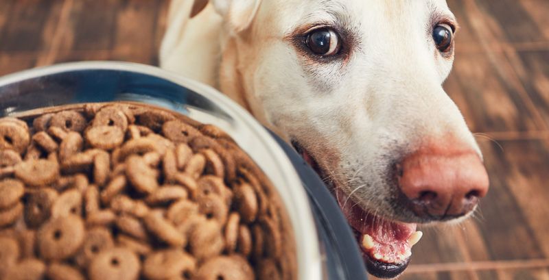 Dietary Adjustments for Pets