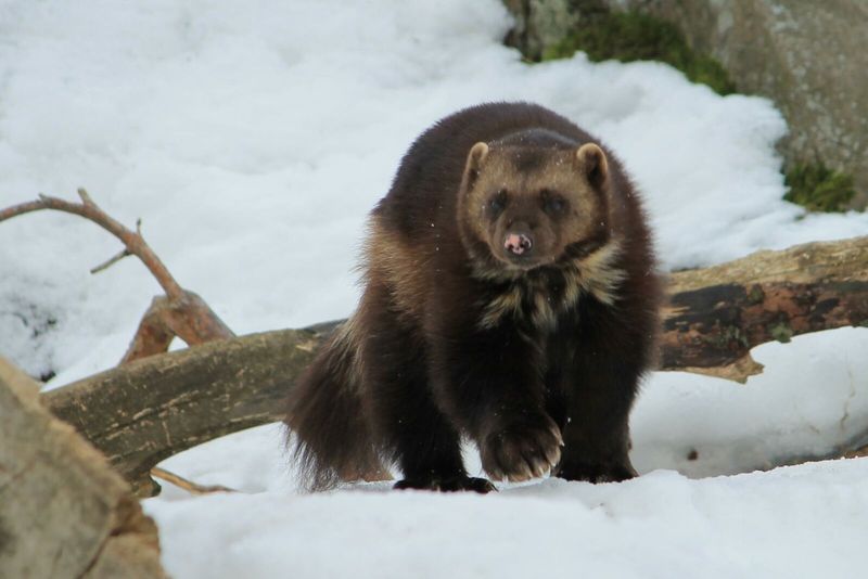 Dietary Habits of Wolverines