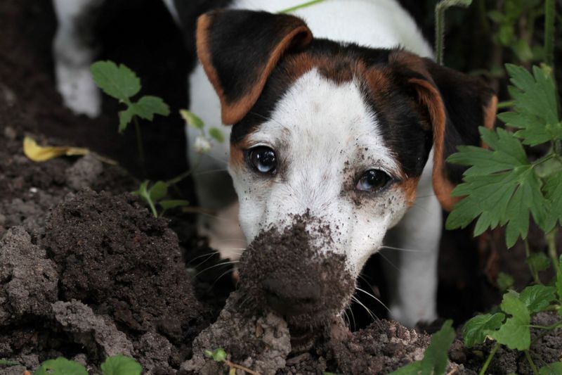 Digging Holes