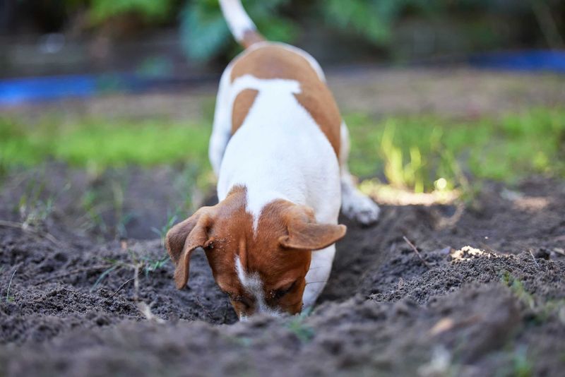 Digging in the Yard