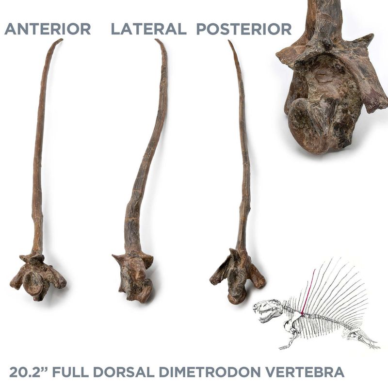 Dimetrodon Spines