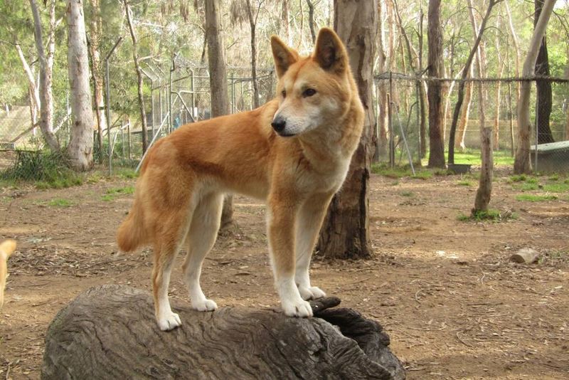 Dingo