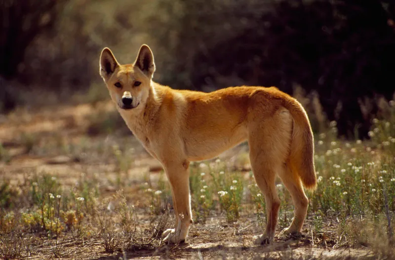 Dingo's Genetic Link to Ancient Canines