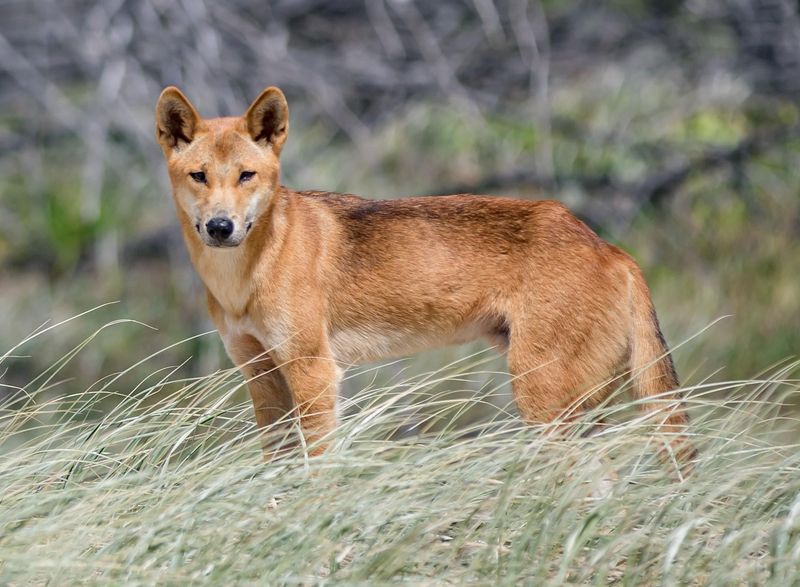 Dingo