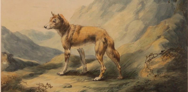 Dingo's Role in Indigenous Mythology