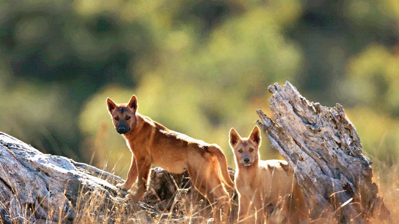 Dingo's Influence on Australian Culture