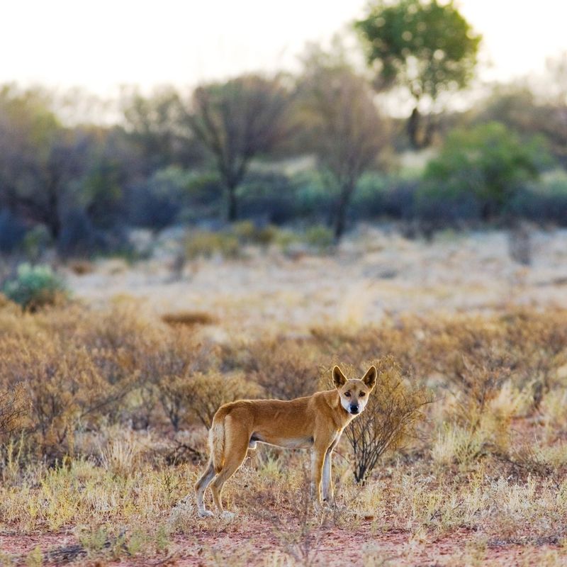 Dingo's Adaptation to Climate Change