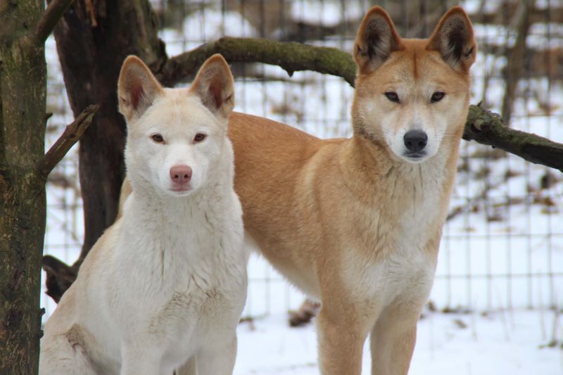 Dingo Behavior in Captivity vs. Wild