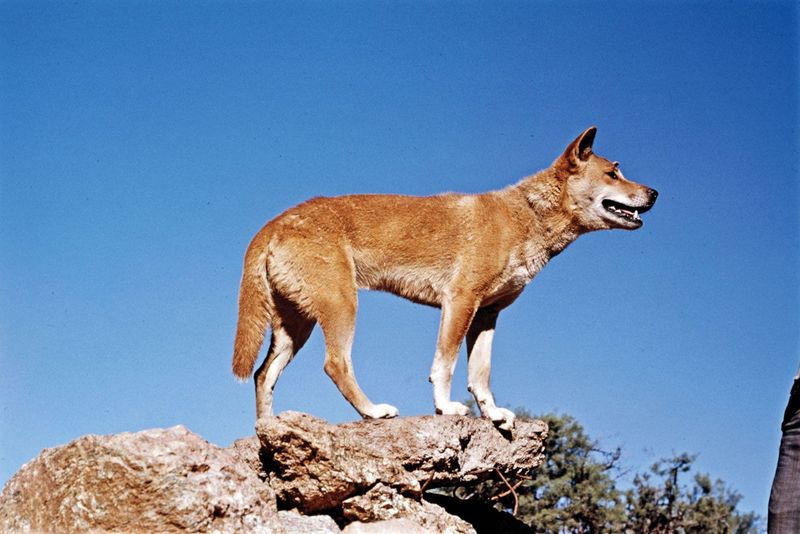 Dingo-Domestic Dog Hybridization