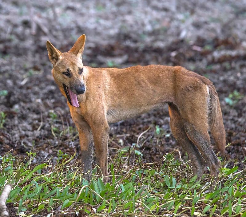 Dingo Vocalizations and Communication