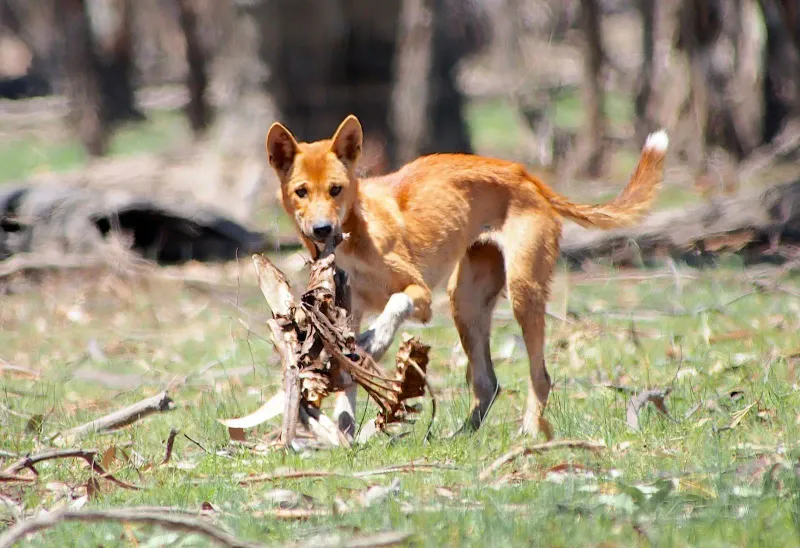 Dingo's Diet and Hunting Techniques