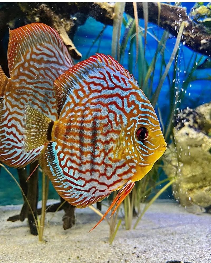 Discus Fish