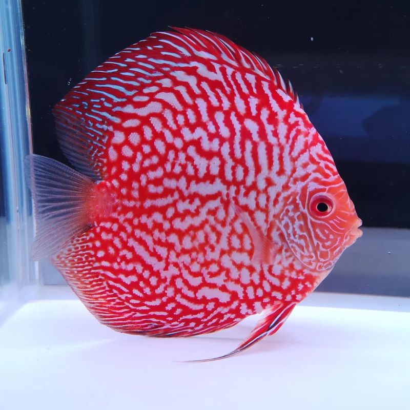 Discus Fish