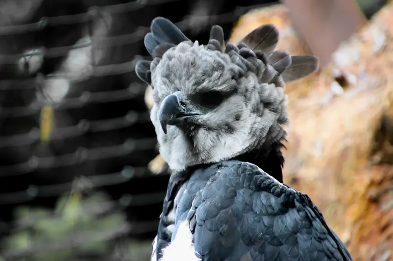 Distinctive Crown of Feathers