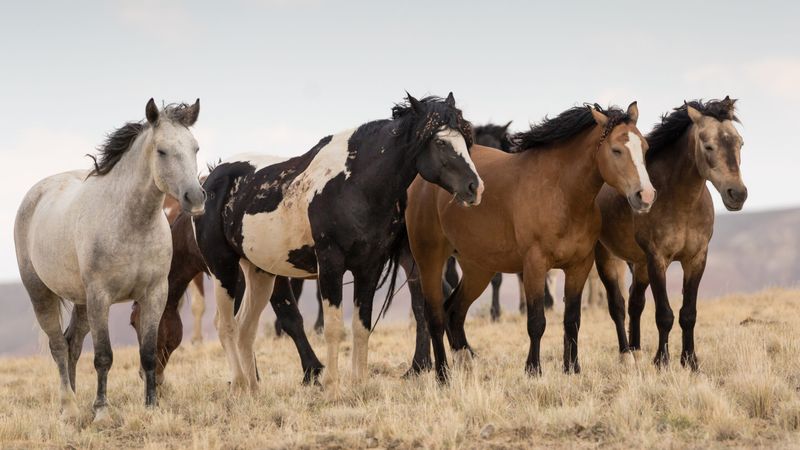 Diverse Coat Colors