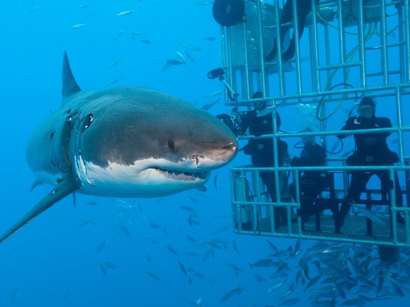 Diving with Great White Sharks in South Africa