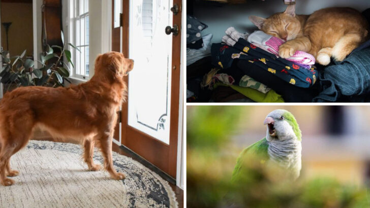 Do Animals Miss Us? 15 Signs Your Pet Mourns Your Absence (It’s Not Just Dogs)