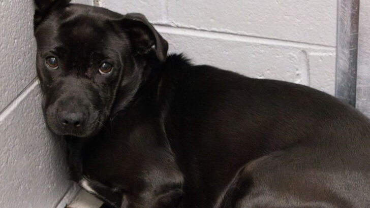 Do Shelter Pets Remember Their Past Owners? 12 Signs They’re Still Waiting