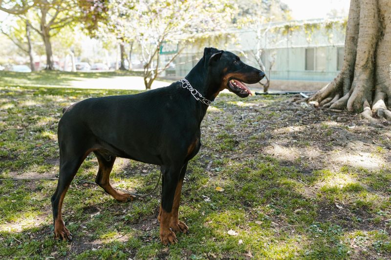 Doberman Pinscher