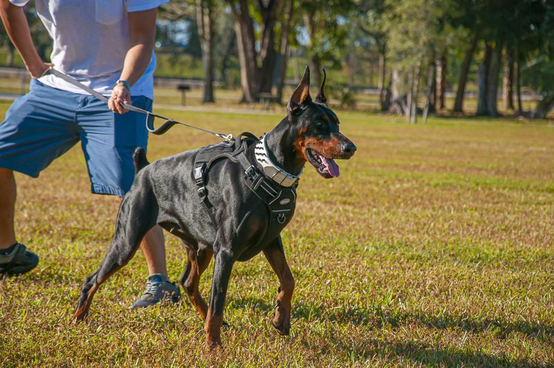 Doberman Pinscher