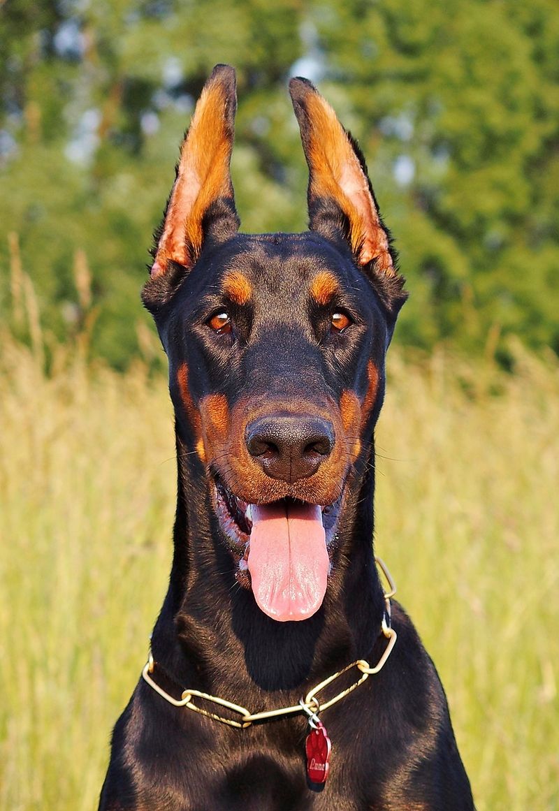 Doberman Pinscher