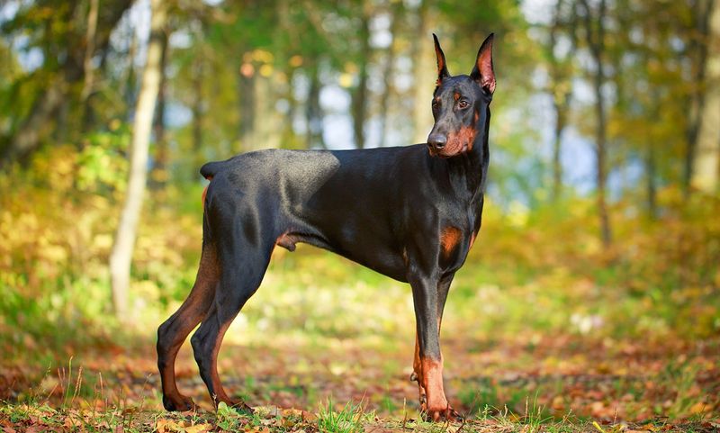 Doberman Pinscher