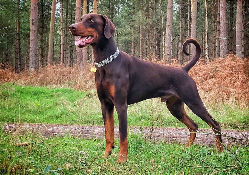 Doberman Pinscher