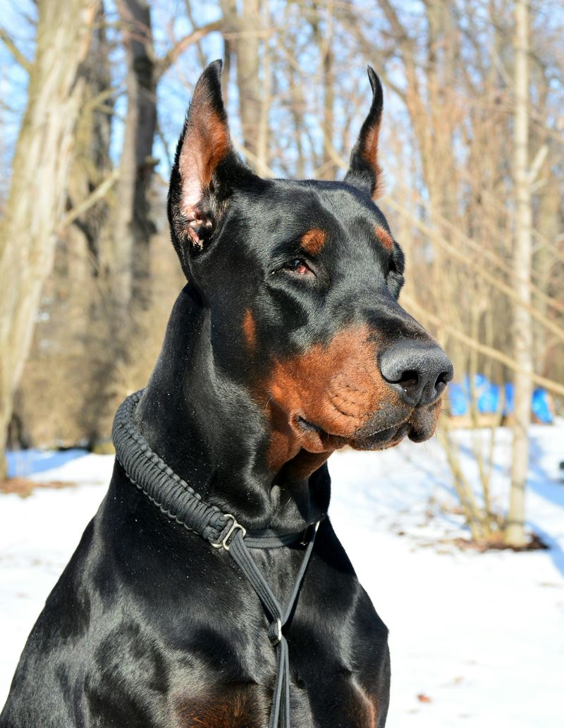 Doberman Pinscher