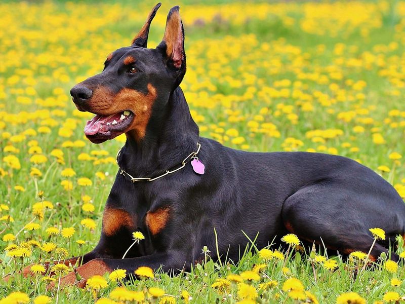 Doberman Pinscher