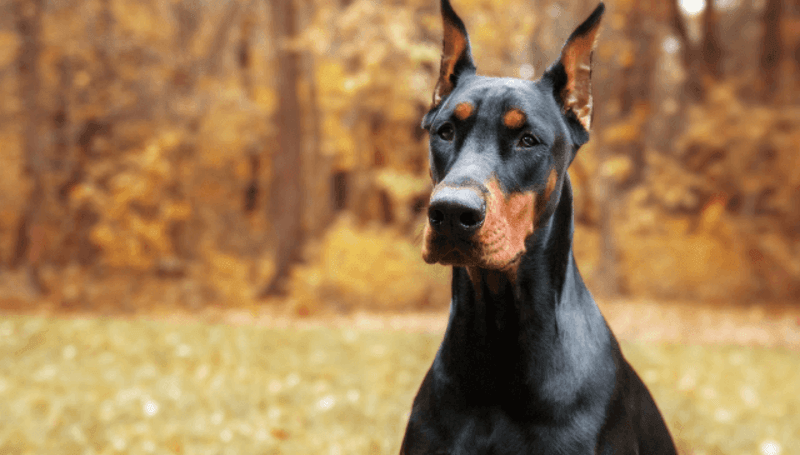 Doberman Pinscher