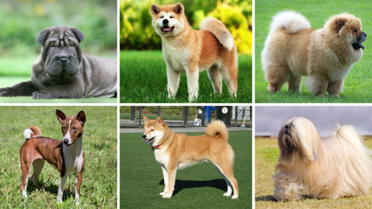 25 Dog Breeds That Aren’t the Best at Making Friends with Other Dogs