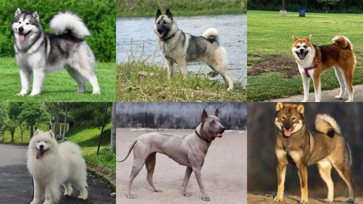 21 Dog Breeds That Descended from Wild Wolves