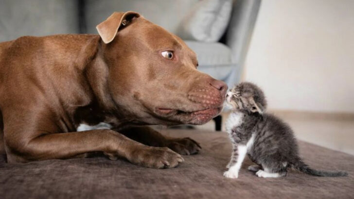 21 Dog Breeds That Just Don’t Get Along with Cats