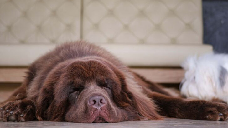 22 Dog Breeds That Love Sleeping And Would Rather Nap Than Play