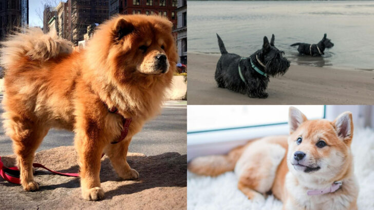 23 Dog Breeds That Love You—But Also Love Their Personal Space And Alone Time