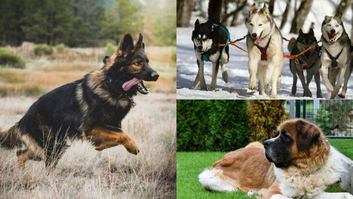 20 Dog Breeds That Should Not Be Kept Indoors