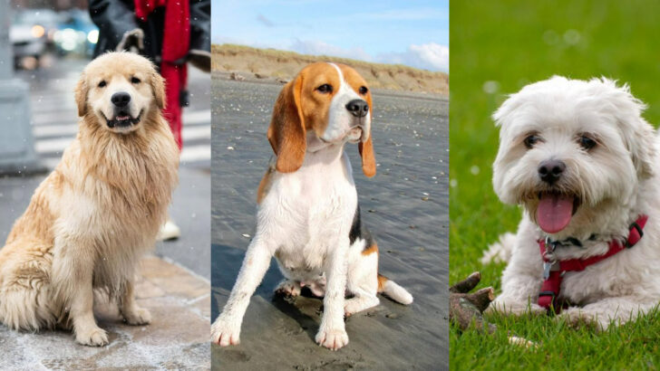 19 Dog Breeds That Will Make Friends With Your Friends