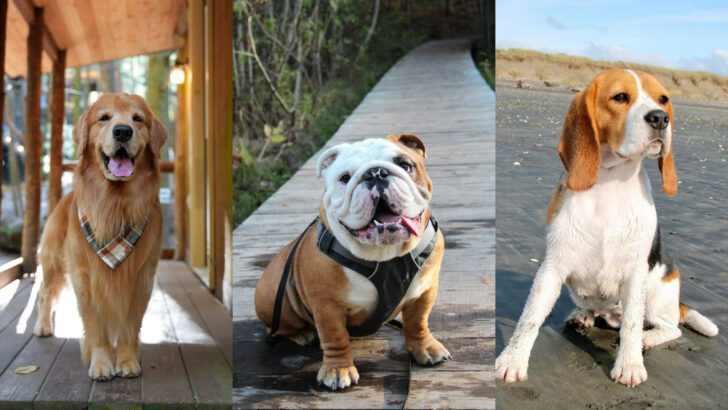 30 Dog Breeds that Make the Best House Dogs