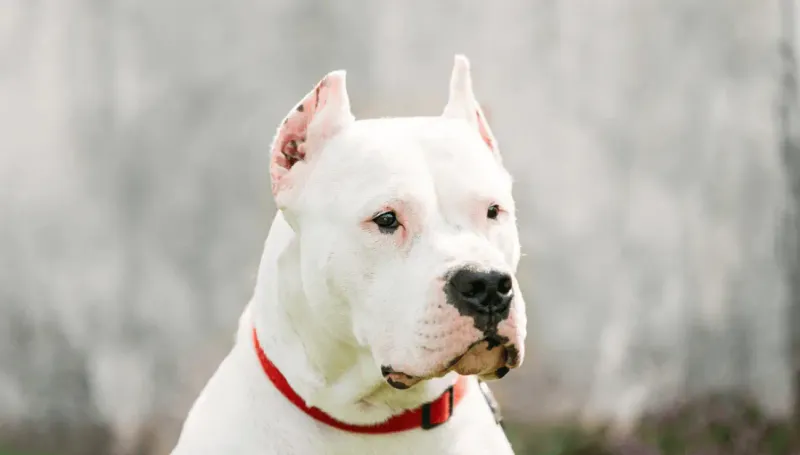 Dogo Argentino