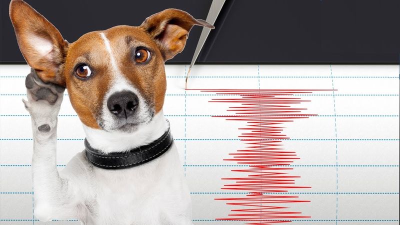 Dogs' Unexplained Behavior Before Earthquakes