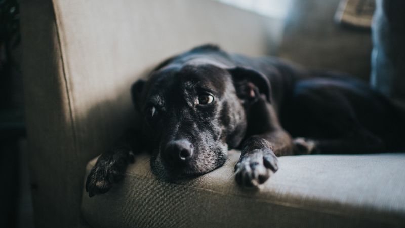 Dogs Detect Cosmic Vibrations