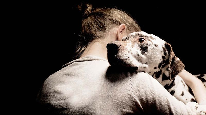 Dogs Detecting Human Emotions