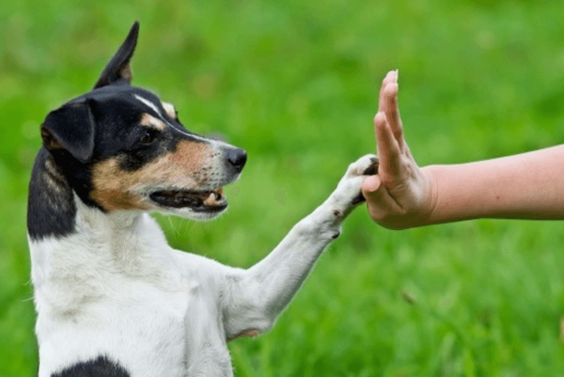 Dogs Must Learn Manners - Finland