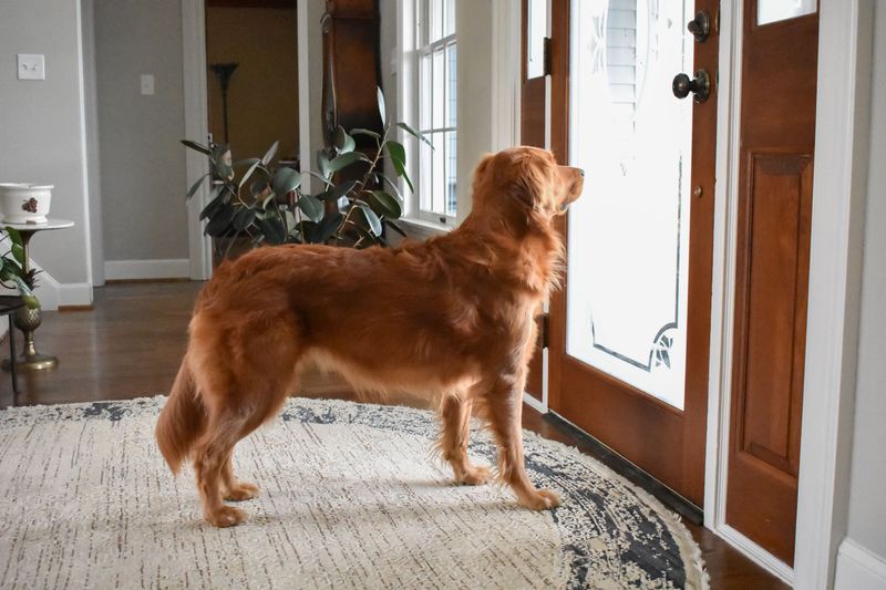 Dogs Waiting by the Door