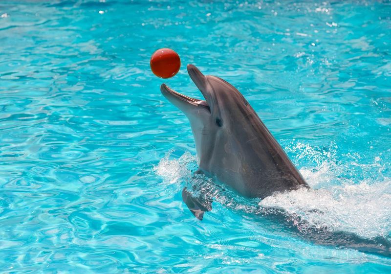 Dolphin