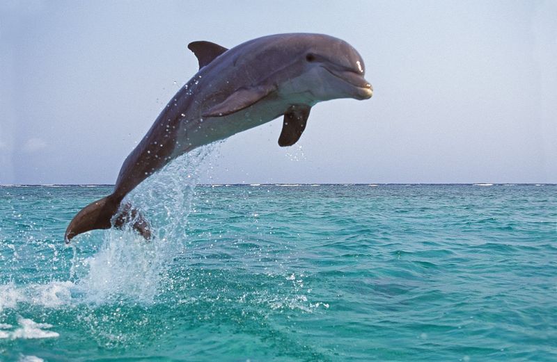 Dolphin