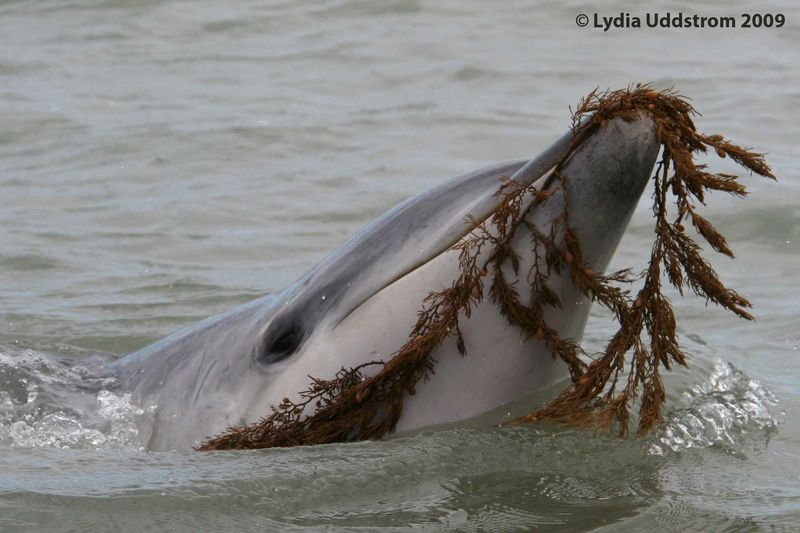 Dolphin Moko