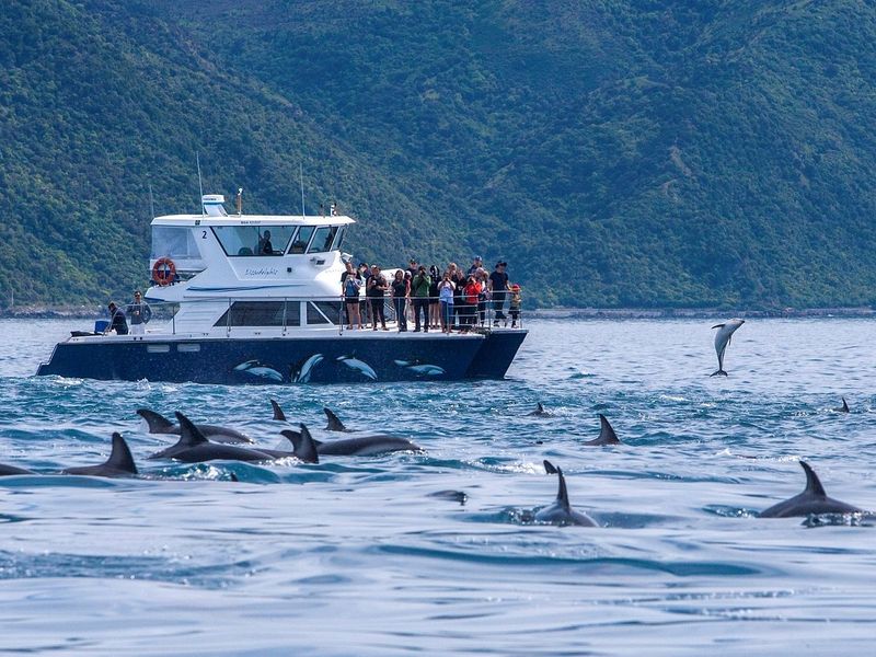 Dolphin Watching in New Zealand