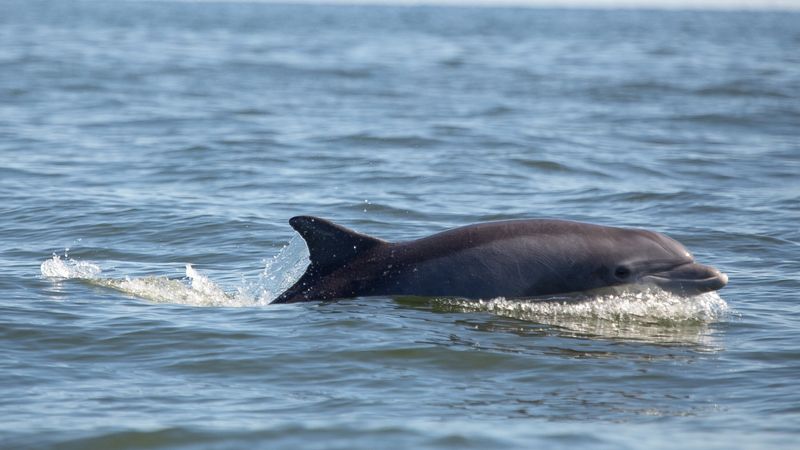 Dolphins